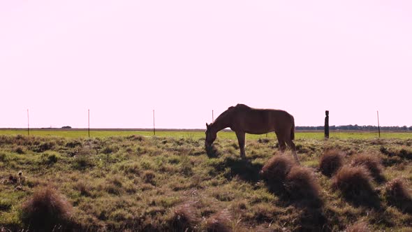 Brown horse eating grass in the border of an agricultural field with a clean light blue sky