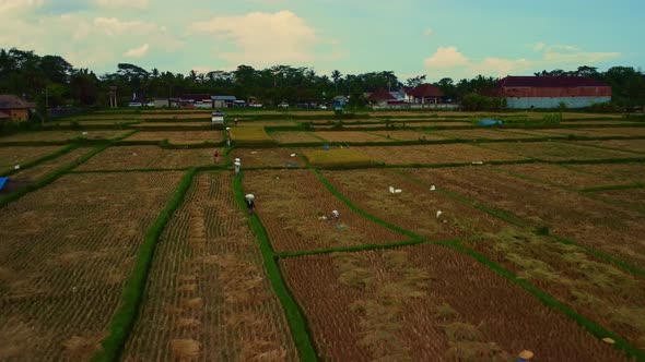 Traditional asian food production scene, rice harvest in Bali. Drone flyover plantation with workers