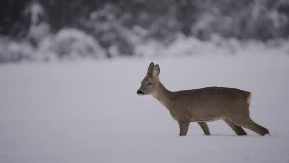 WIld deer walking in nature captured in a snow biome in slow motion. Nature covered in snow.