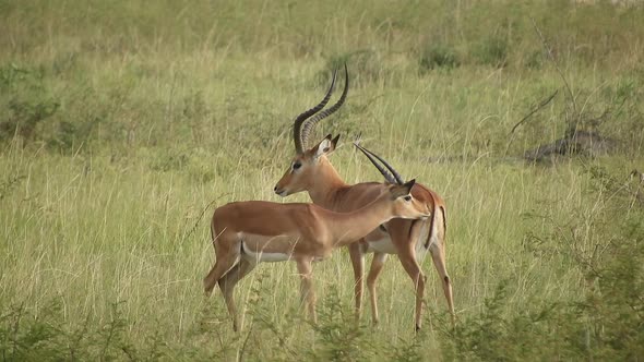 A Pair of Antelopes Before Mating in the Wild African Savanna