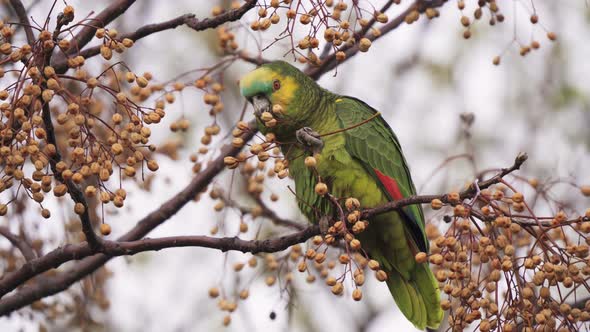 A Turquoise-fronted amazon parrot using his hands to grab the fruit of a chinaberry tree