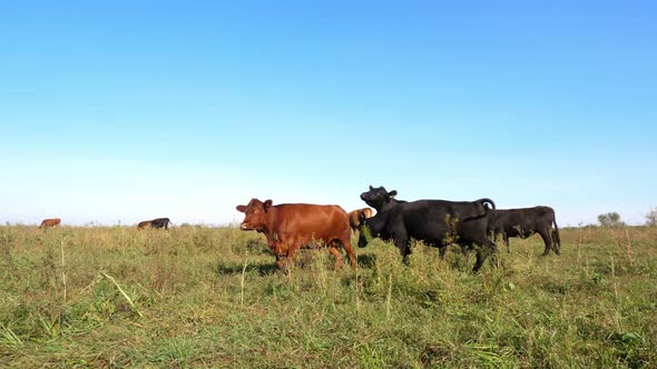 in the Suns Rays on a Green Meadow Goes a Herd of Large Selection Cows Bulls Runs