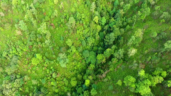 Top view of mountain and forest.