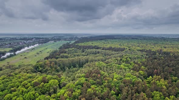 Trees Top View Forest Background