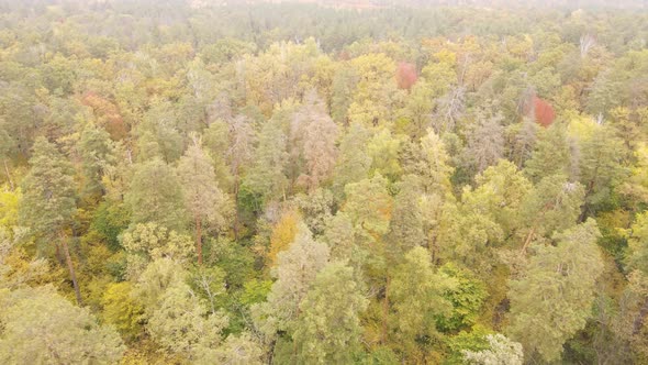 Forest with Trees in an Autumn Day