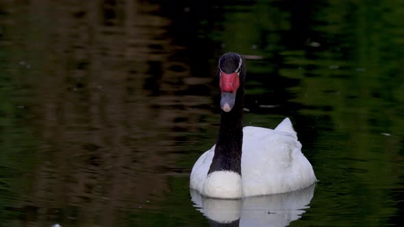 An adult black-necked swan floating alone on a lake looking around searching for food