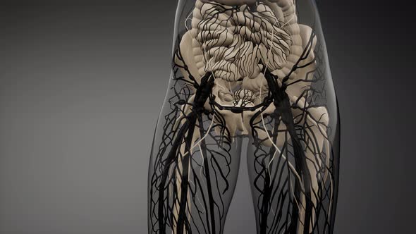 Blood Vessels of Human Body alt