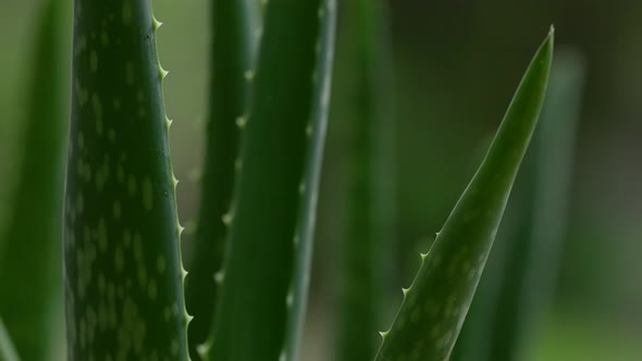 Aloe Vera Plant 17