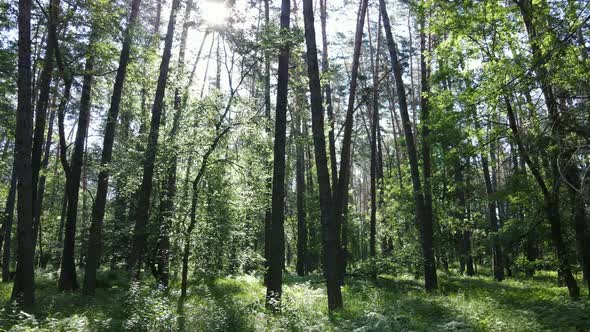 Trees in the Forest By Summer Day