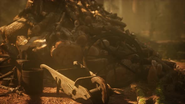 Preparation of Firewood for the Winter in Forest at Sunset