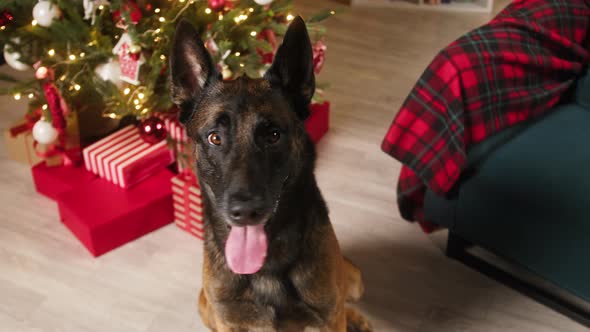 Person Petting Malinois Bard Dog Closeup