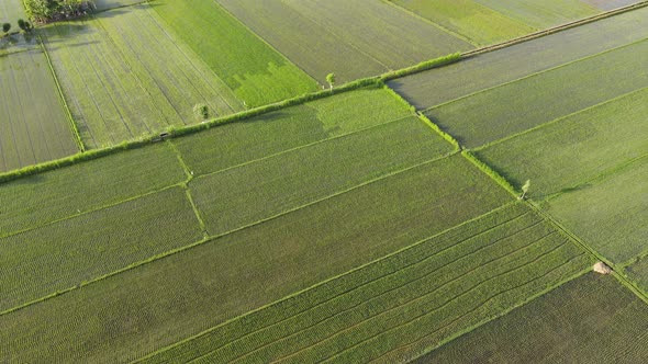 Rice fields