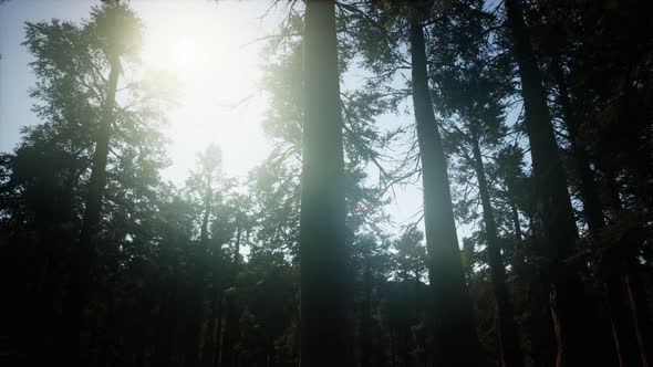 Giant Sequoia Trees at Summertime in Sequoia National Park, California alt