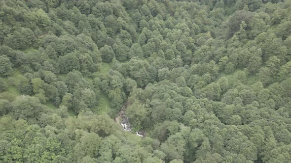 Mtirala National Park from drone, Adjara, Georgia. Flying over subtropical mountain forest