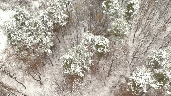 Snow on the trees in the forest 4K ascending video