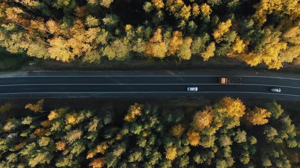 Asphalt Road Runs Through Yellow Forest with Driving Cars