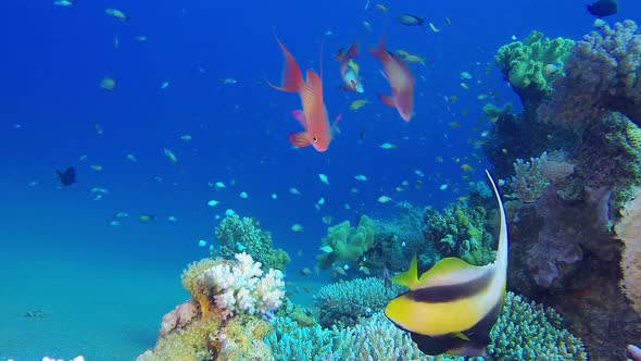 Underwater Colorful Reef