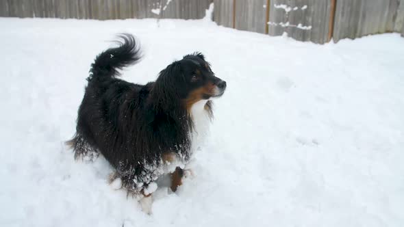 full body, miniature Australian Shepherd dog wagging tail in attention