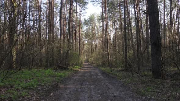 Aerial View of the Road Inside the Forest