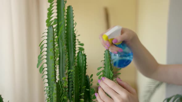 Hands Water Spraying Cactus