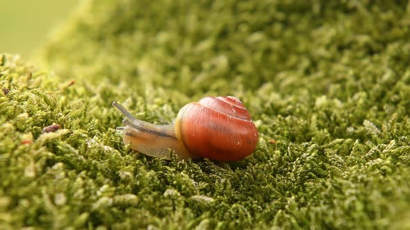 Snail