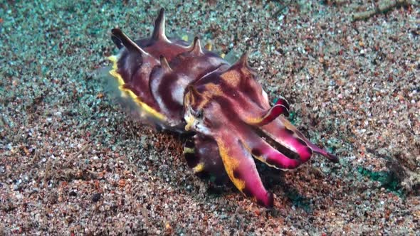 Flamboyant Cuttlefish (Metasepia pfefferi) walking over sandy reef bottom displaying vibrant colors