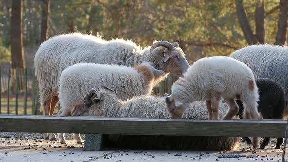 Sheep and Lambs in spring season, new life