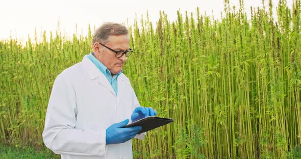 Senior Scientist Checking and Analyzing Cannabis Plants Reviewing Results Notes on Tablet Concept of