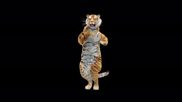 Tiger Dancing 4K