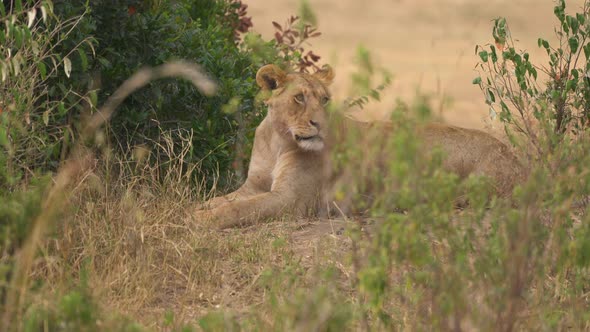 Lioness lying down