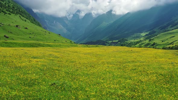 Wildflower Meadow and Mountains