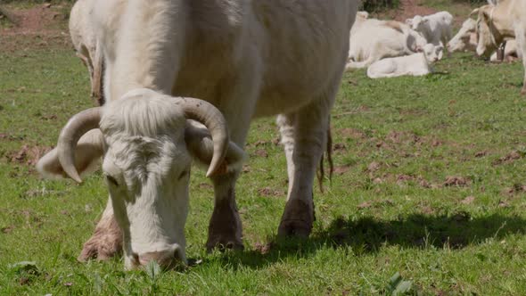 White Cow with Horns and Cute Forelock Grazing in the Meadow of Catalonia Fields in Spain