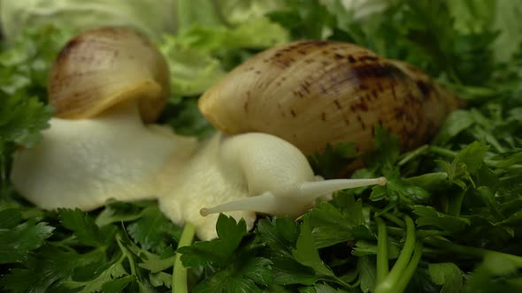 African giant snails