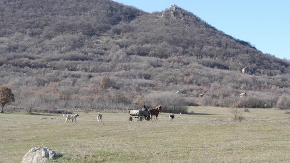 Horse Cart Pursued By Several Dogs 2