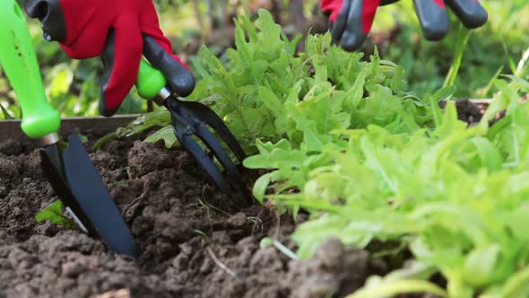 Hands Holding Garden Tools Stuck in the Ground To Work