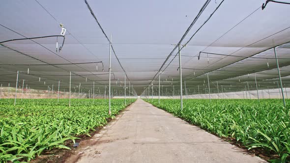 Amaryllis plants inside a large nethouse