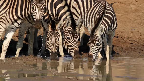 Plains Zebras Drinking Water - South Africa