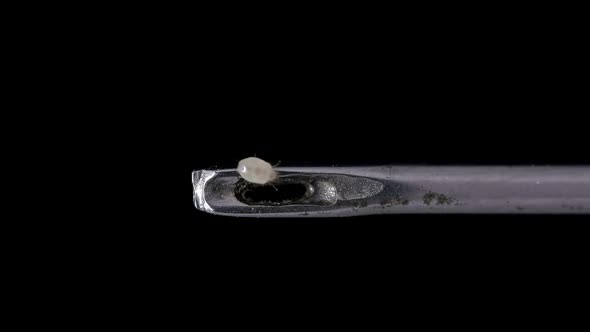 Flour mite (acari) Acarus sp. crawls on a needle, family Acaridae