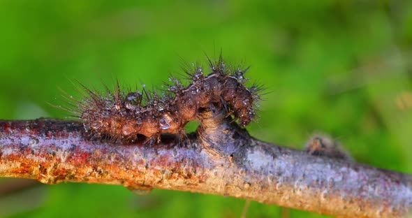 Caterpillar Phragmatobia Fuliginosa Also Ruby Tiger