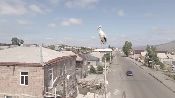 Flying over the white Stork in his nest in Ninotsminda, Georgia