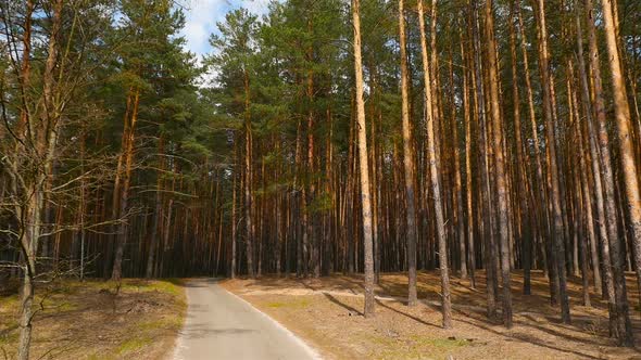 Road in a Pine Forest