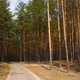 Road in a Pine Forest - VideoHive Item for Sale
