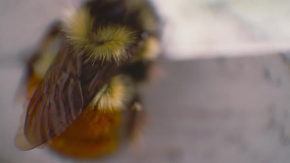 Mason Bee resting on a window sill Macro Shot