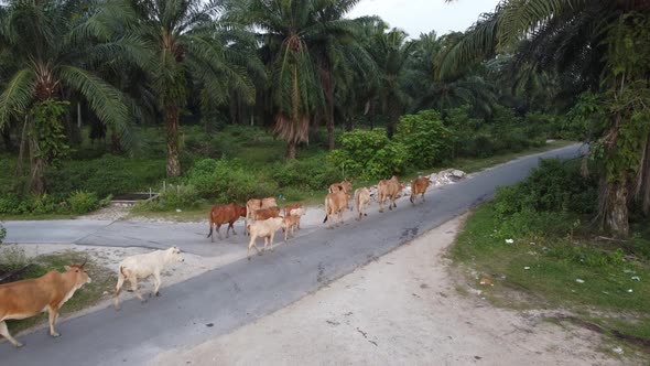 Group of cows walk at asphalt road