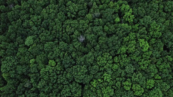 Flight Over Woods Natural Background