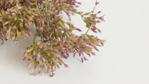 Close-up of common European centaury herbal plant  4K 2160p 30fps UltraHD footage - Centaurium eryth