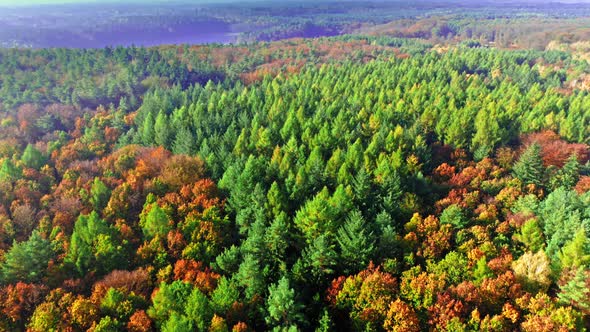 Aerial view of autumn forest in sunny Poland