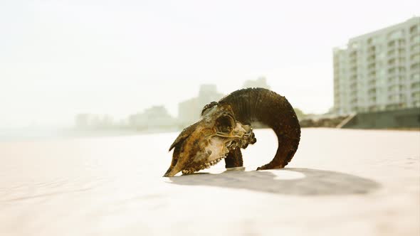 Closeup of a Skull Laying on the Wet Sand