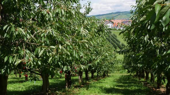 Fruit Tree Garden Overlooking the Black Forest Mountains