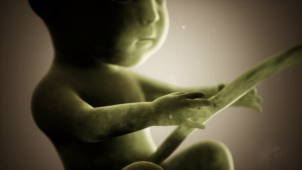 Medical 3d Animation of a Human Fetus